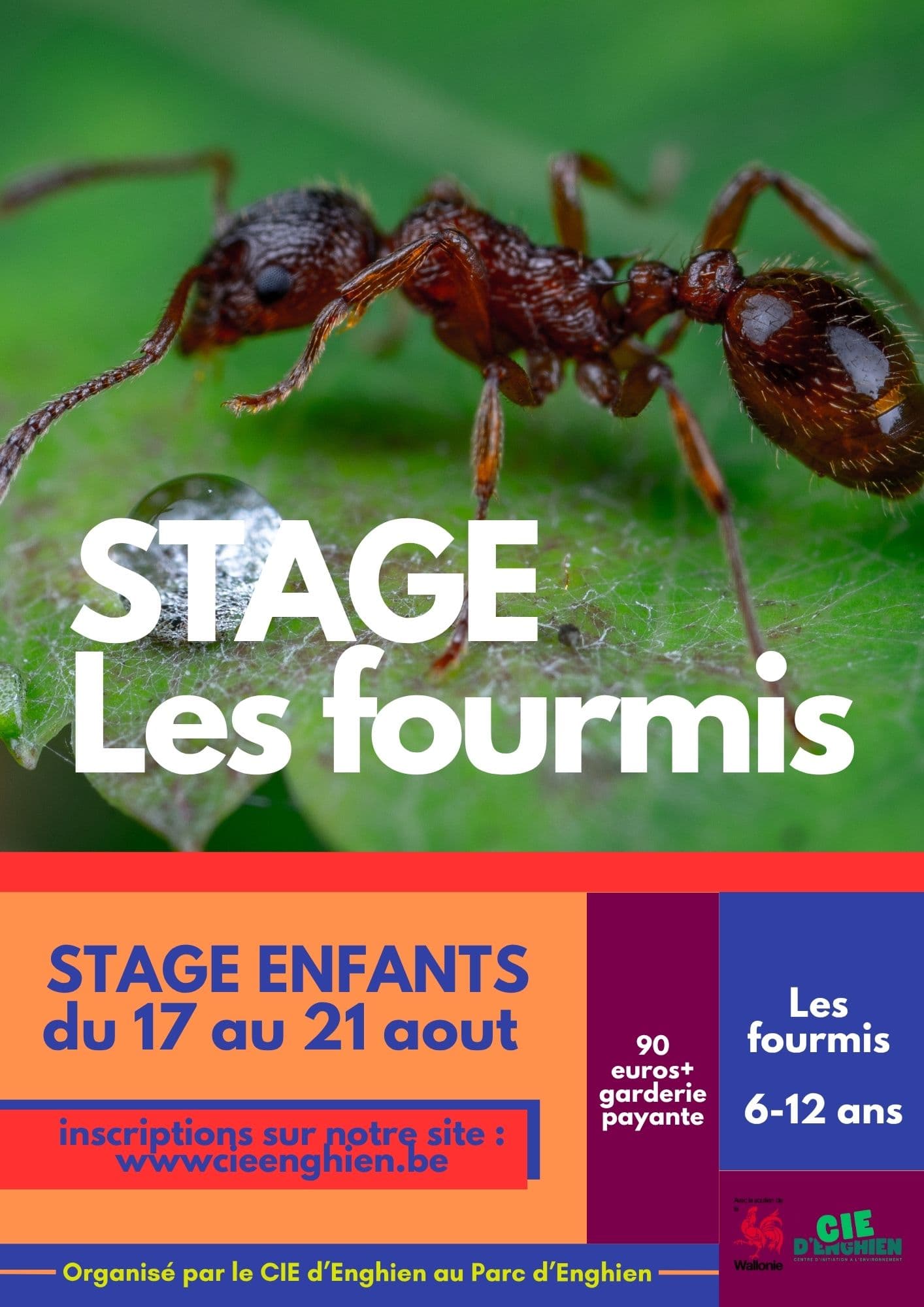 Fourmis