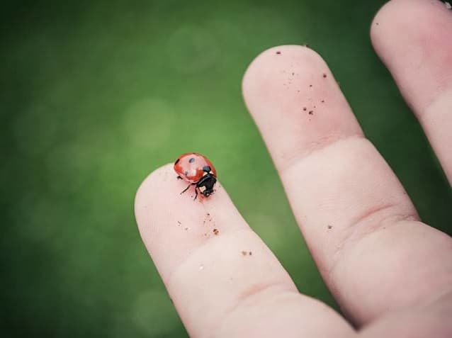 Enfants découvrant la nature